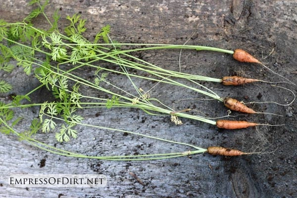 Cà rốt tiên trồng lọ kính ăn ngon ngắm thích - 4
