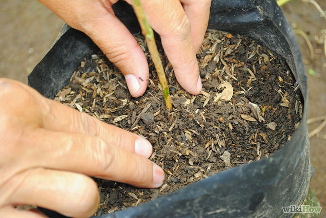 Các bước trồng cây tại nhà theo phương pháp giâm cành - 5