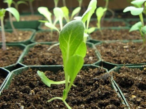 Cách trồng rau xà lách đơn giản từ hạt - 3