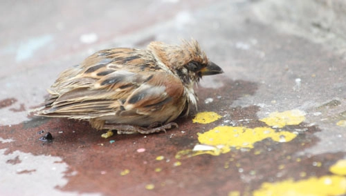 Cái chết bi thương của chim phóng sinh mùa vu lan - 6