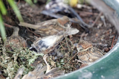 Cái chết bi thương của chim phóng sinh mùa vu lan - 7
