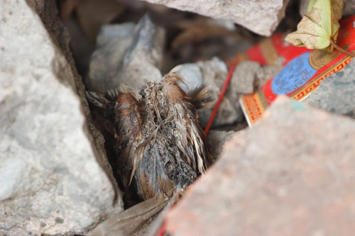Cái chết bi thương của chim phóng sinh mùa vu lan - 9