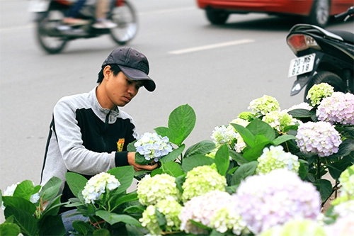 Cẩm tú cầu 40000 đồng tràn ngập khắp phố phường - 2