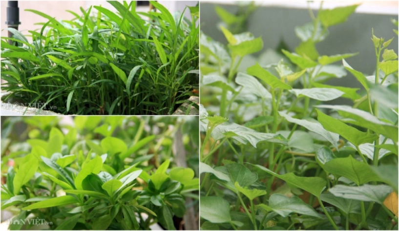 Chăm vườn rau sân thượng - tuyệt chiêu cơm lành canh ngọt của vợ chồng trẻ - 4
