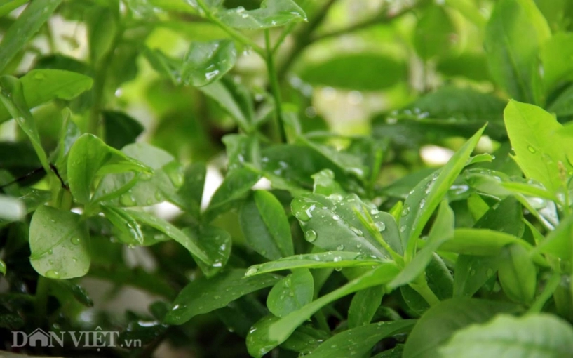 Chăm vườn rau sân thượng - tuyệt chiêu cơm lành canh ngọt của vợ chồng trẻ - 5