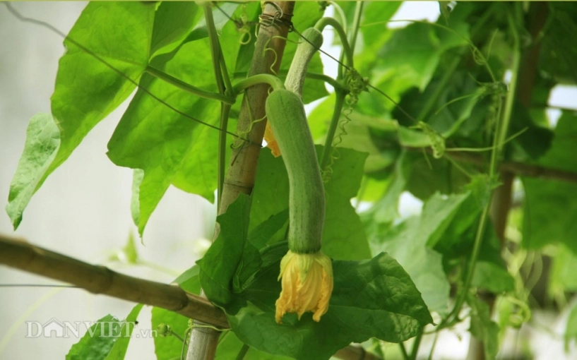 Chăm vườn rau sân thượng - tuyệt chiêu cơm lành canh ngọt của vợ chồng trẻ - 6