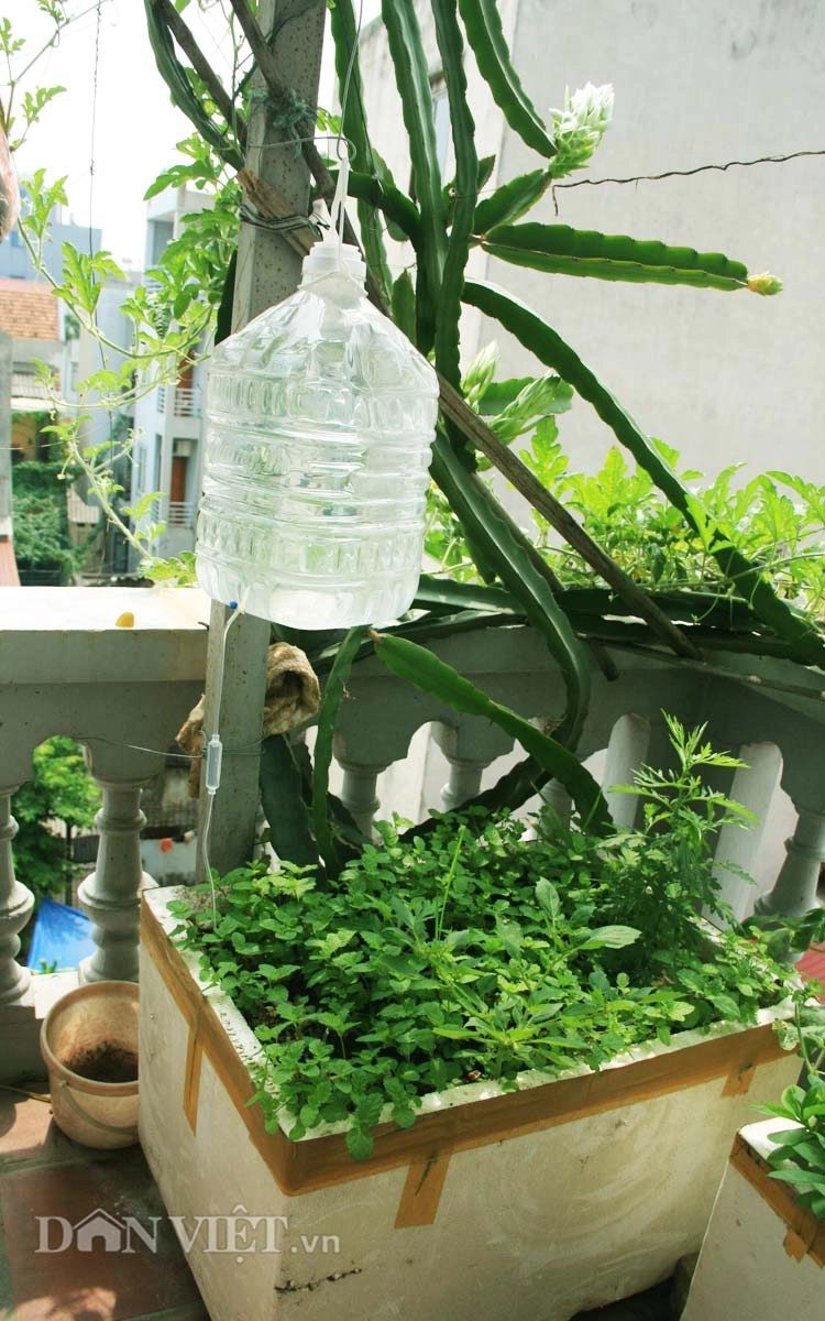 Chăm vườn rau sân thượng - tuyệt chiêu cơm lành canh ngọt của vợ chồng trẻ - 8
