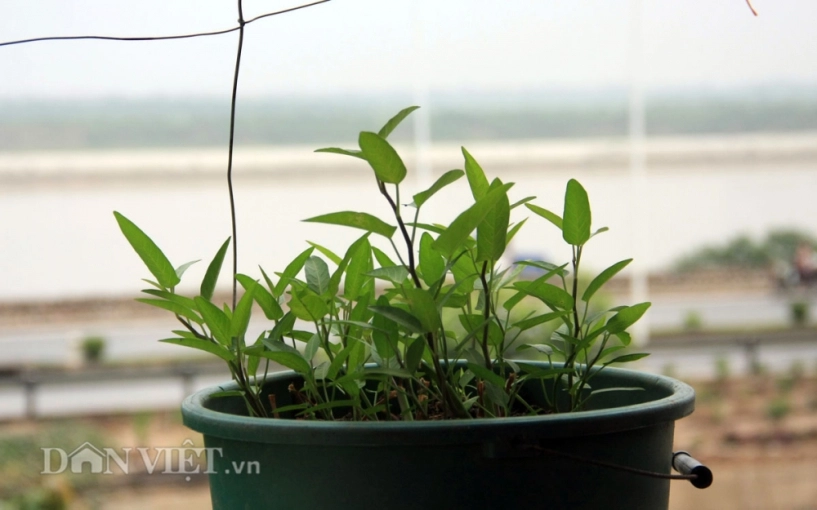 Chăm vườn rau sân thượng - tuyệt chiêu cơm lành canh ngọt của vợ chồng trẻ - 14