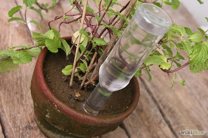 Chế bình truyền nước siêu dễ cho cây khi đi vắng lâu ngày - 1