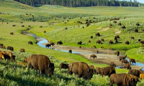 Công viên mỹ lên kế hoạch tiêu diệt 1000 con bò rừng - 1