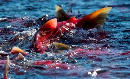Cuộc di cư ngoạn mục của cá hồi đỏ ở canada - 1
