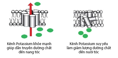 Đi tìm thủ phạm gây rụng tóc ở nữ - 2