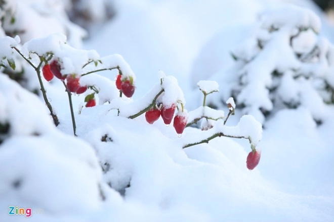 Hình ảnh sapa phủ đầy tuyết trắng đẹp nhất trong 50 năm qua - 11
