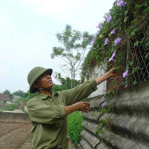 Hoa bìm bịp rực sắc tím vùng quê - 10