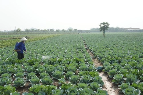 Hoang mang ma trận rau bẩn - 2