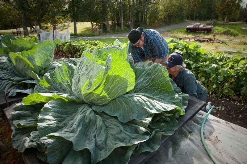 Học bí quyết trồng rau củ quả khổng lồ của dân alaska - 4