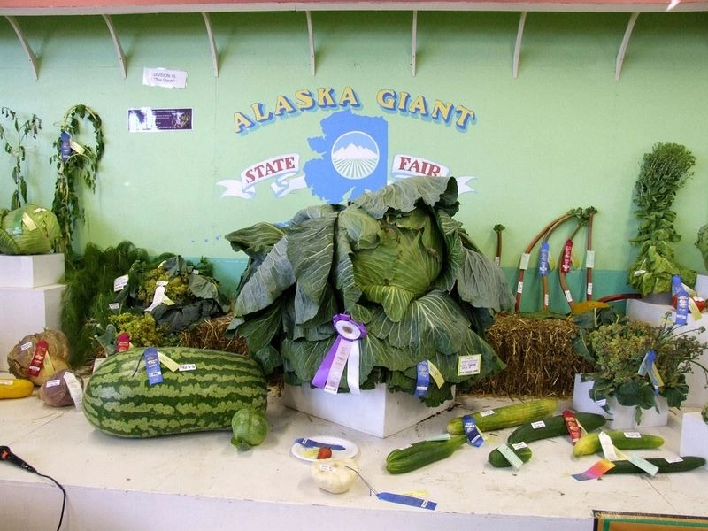 Học bí quyết trồng rau củ quả khổng lồ của dân alaska - 8