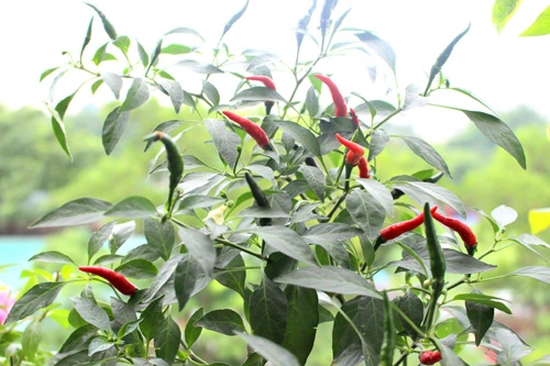 Học mẹ trẻ lấy ớt ăn tại nhà trồng cây mới cực đơn giản - 5