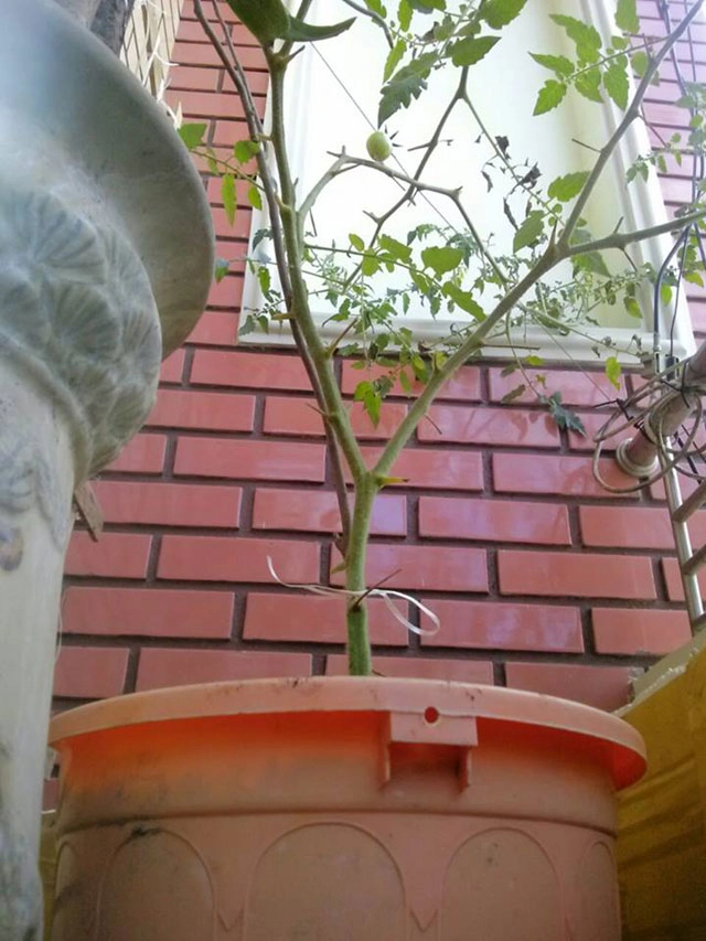 Huy động xô nứt nồi thủng mũ hỏng để trồng rau trên lan can - 1