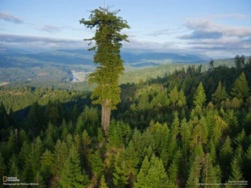 Hyperion - cây cổ thụ cao nhất thế giới - 1