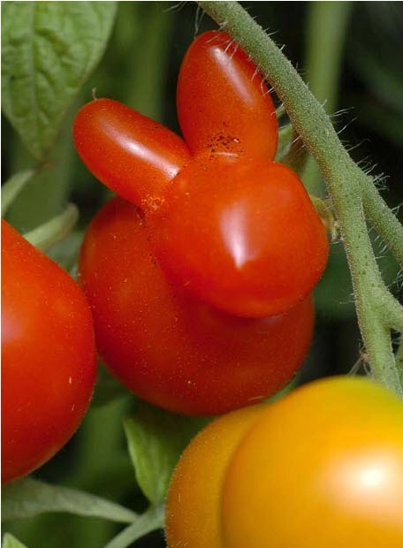 Khi những người đàn ông trồng cà chua ngọt ngào - 5