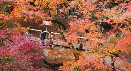 Khung cảnh rừng lá đỏ ngập tràn cố đô kyoto - 1