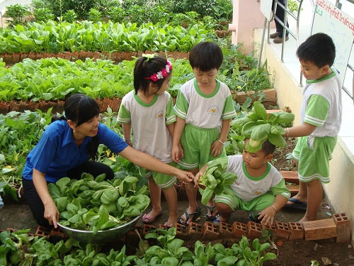 Mỡ màng vườn rau xanh cô giáo trồng cho các bé ăn - 2