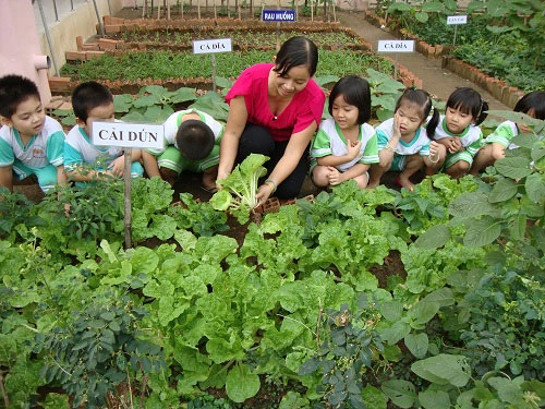 Mỡ màng vườn rau xanh cô giáo trồng cho các bé ăn - 4