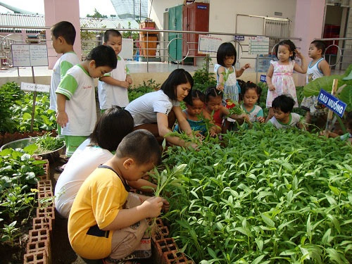 Mỡ màng vườn rau xanh cô giáo trồng cho các bé ăn - 6