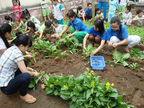 Mỡ màng vườn rau xanh cô giáo trồng cho các bé ăn - 1