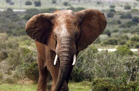 Mỹ cấm buôn bán ngà voi - 1