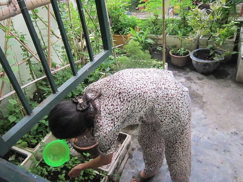 Người mẹ đảm đang trồng rau sạch chữa bệnh vặt cho cả nhà - 1