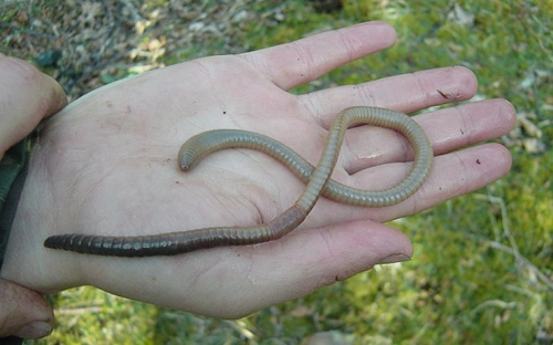 Phát hiện loài giun đất giống rắn nhỏ ở scotland - 1