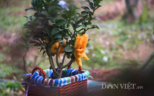 Phật thủ bonsai dáng bàn tay chắp cực lạ giá hơn chục triệu - 7