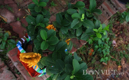 Phật thủ bonsai dáng bàn tay chắp cực lạ giá hơn chục triệu - 8