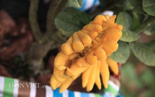 Phật thủ bonsai dáng bàn tay chắp cực lạ giá hơn chục triệu - 1