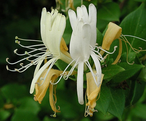 Soi loài hoa đem lại may mắn cho 12 cung hoàng đạo - 1