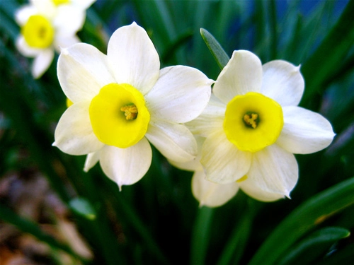 Soi loài hoa đem lại may mắn cho 12 cung hoàng đạo - 9