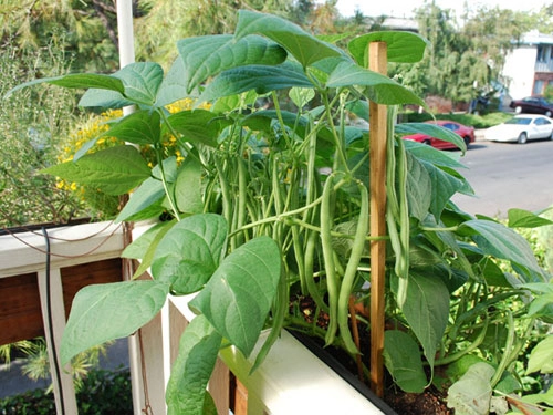 Tập tành trồng rau sạch trong nhà với 9 loại cây dễ trồng - 2