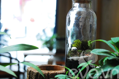 Terrarium học cách tự trồng cây trong bình kính - 14