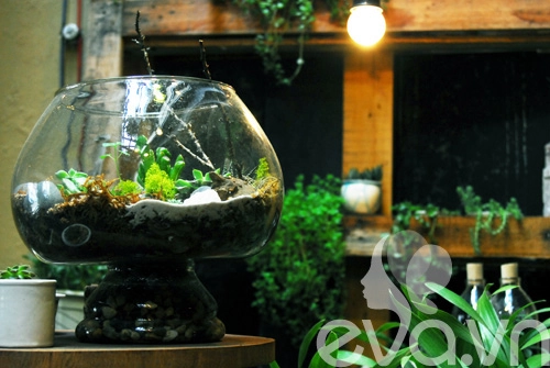 Terrarium học cách tự trồng cây trong bình kính - 1