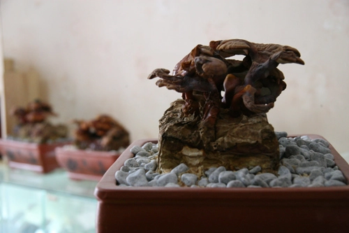 Tết này sốt xình xịch nấm linh chi đỏ bonsai - 12