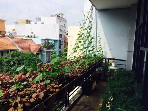 Tphcm văn phòng cho nhân viên thỏa thuê trồng rau sạch - 6