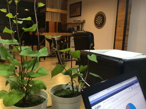 Tphcm văn phòng cho nhân viên thỏa thuê trồng rau sạch - 16
