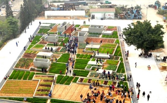 Tq vườn rau sạch 2000m cho cư dân thành phố tự trồng - 2