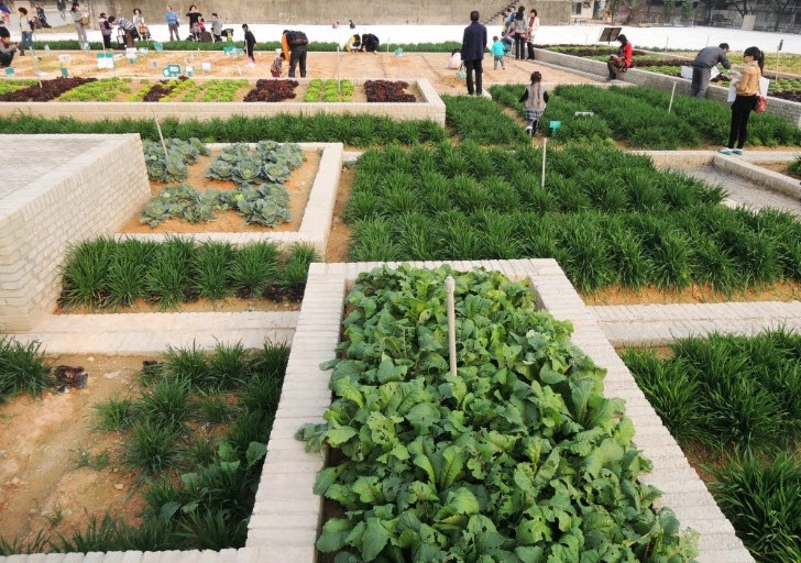 Tq vườn rau sạch 2000m cho cư dân thành phố tự trồng - 4