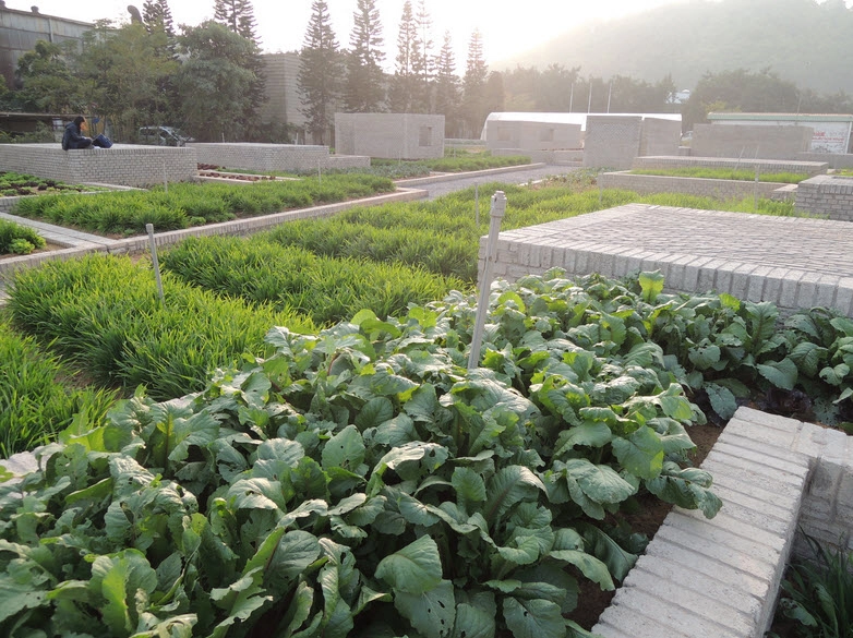 Tq vườn rau sạch 2000m cho cư dân thành phố tự trồng - 5