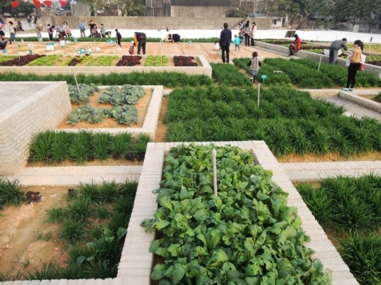 Tq vườn rau sạch 2000m cho cư dân thành phố tự trồng - 7