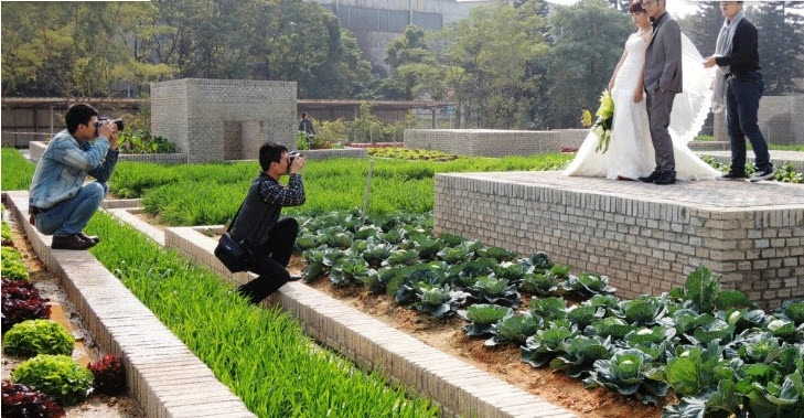 Tq vườn rau sạch 2000m cho cư dân thành phố tự trồng - 10