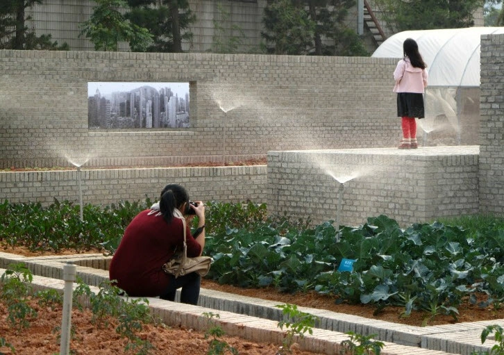 Tq vườn rau sạch 2000m cho cư dân thành phố tự trồng - 11